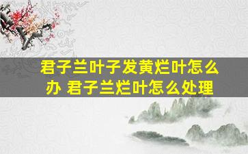 君子兰叶子发黄烂叶怎么办 君子兰烂叶怎么处理